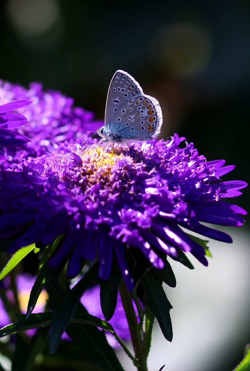 butterfly blue bull's eye free photo