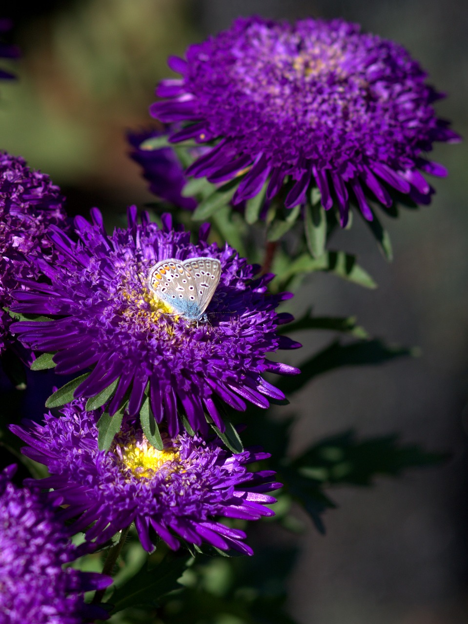 butterfly blue flower free photo