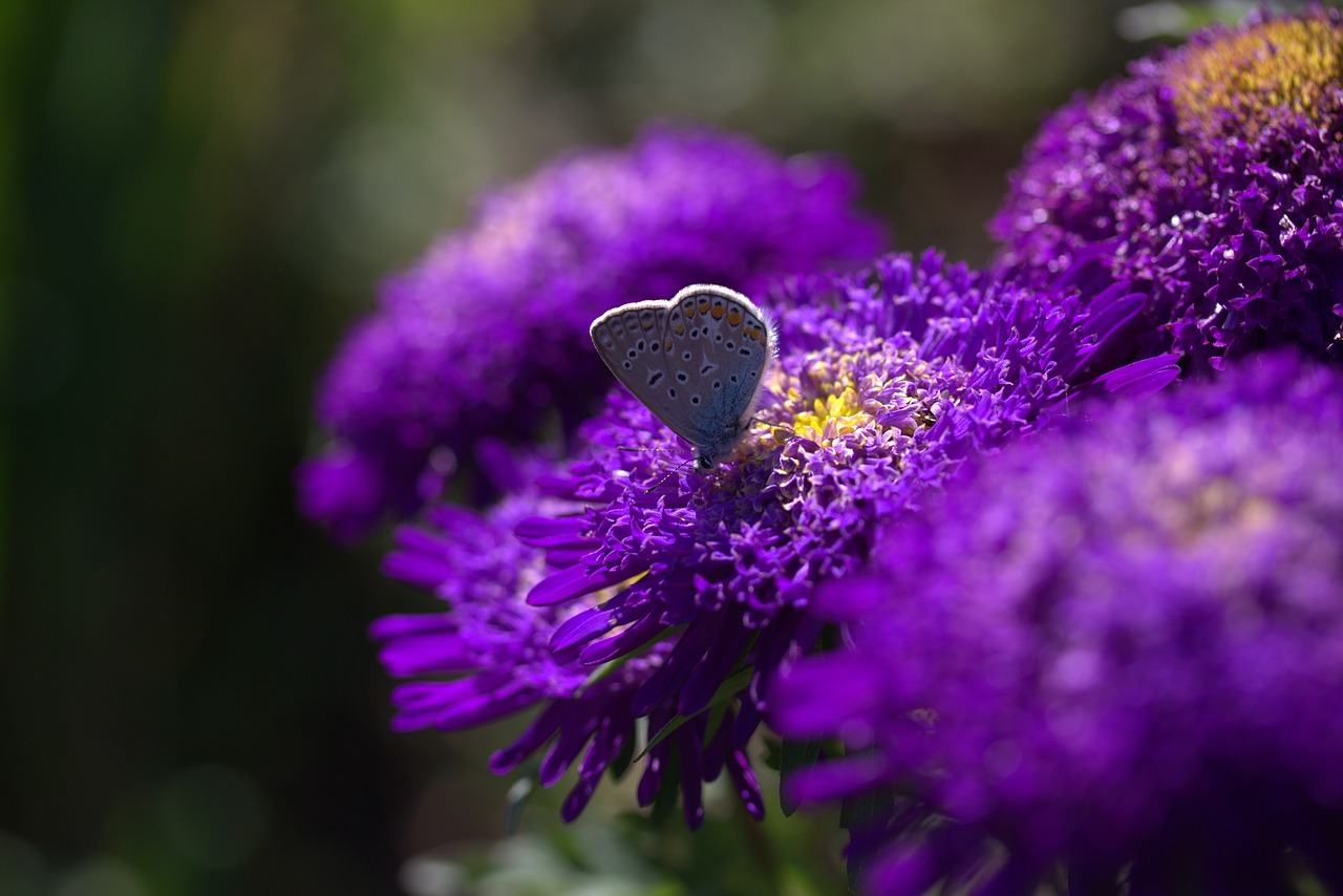 butterfly blue flower free photo