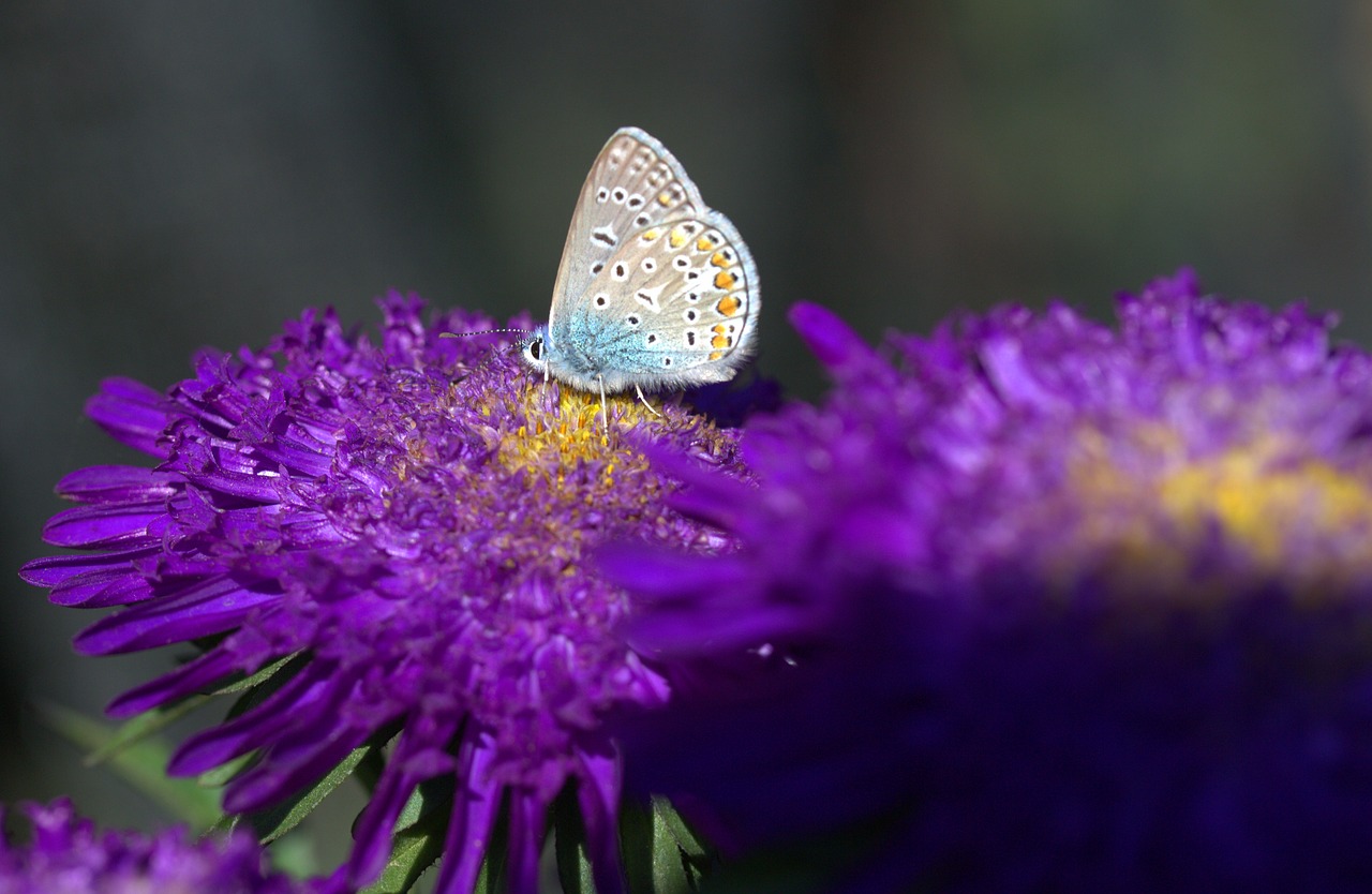 butterfly blue flowers free photo