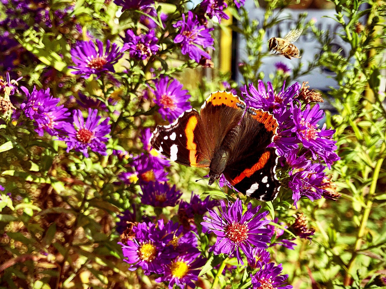 butterfly flowers free pictures free photo