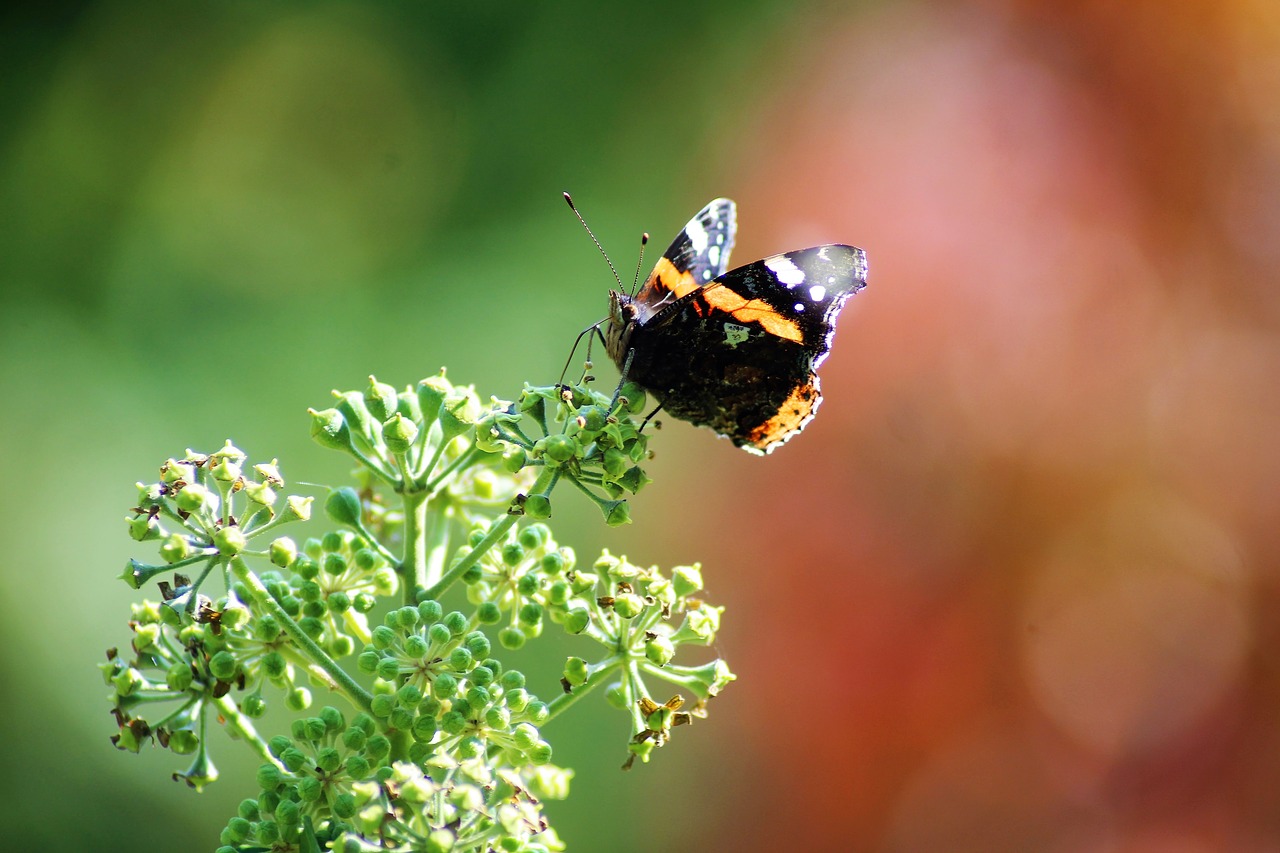 butterfly shine wing free photo