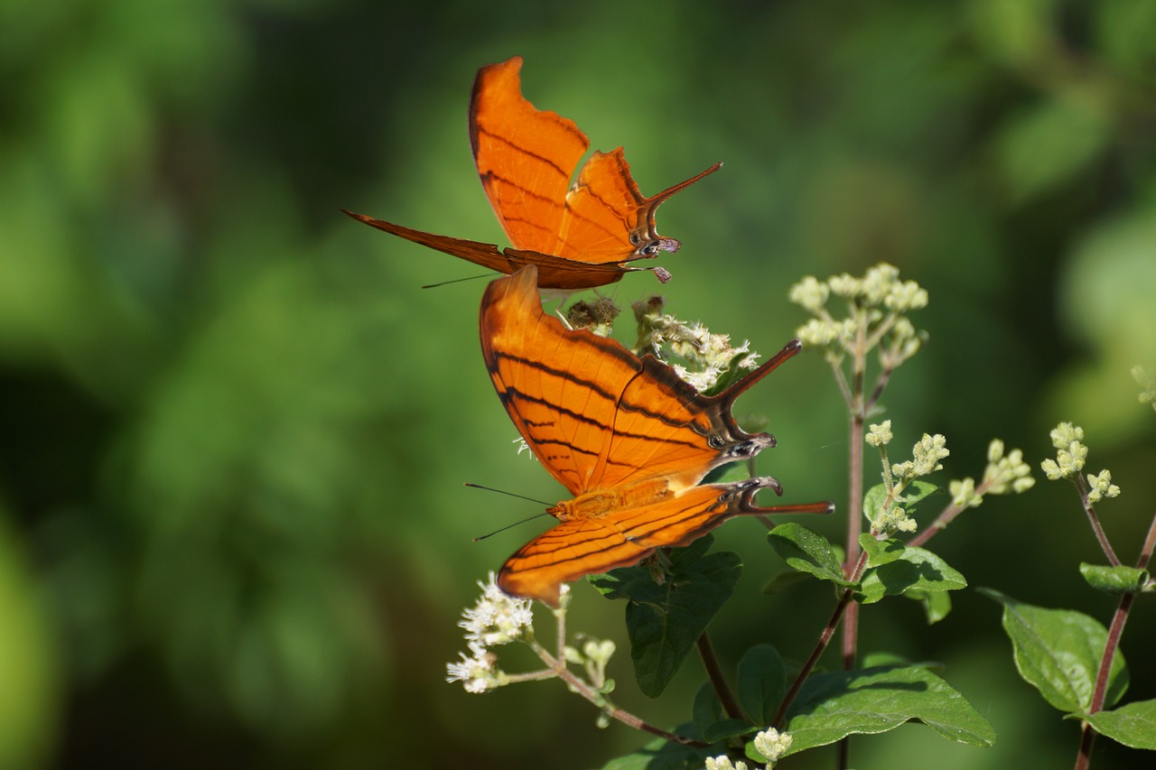 butterfly orange pair free photo