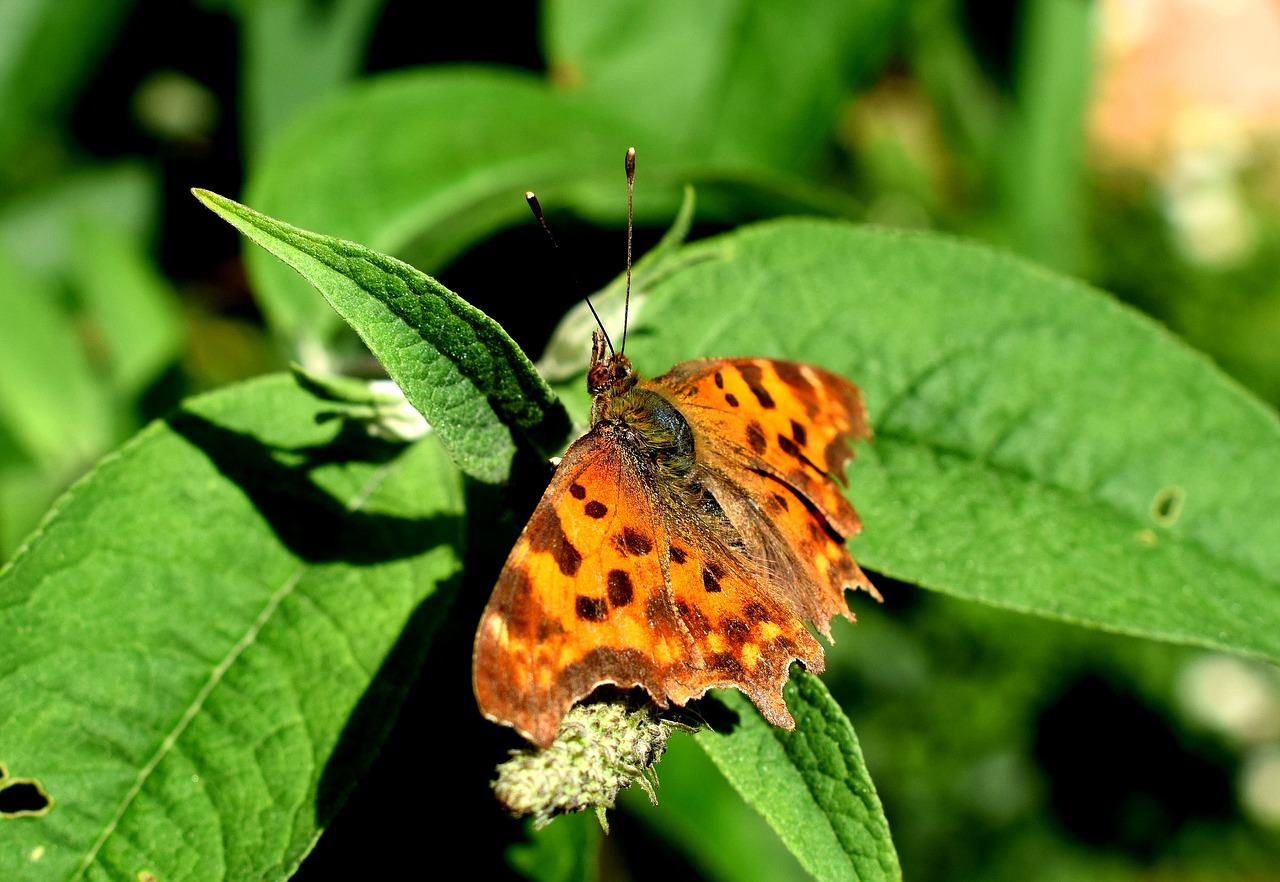 butterfly c butterfly butterflies free photo