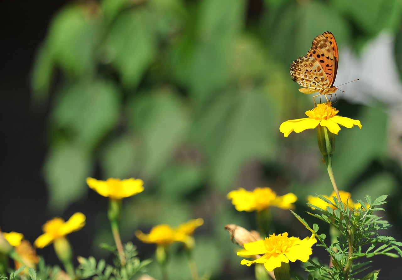 butterfly flowers spring free photo