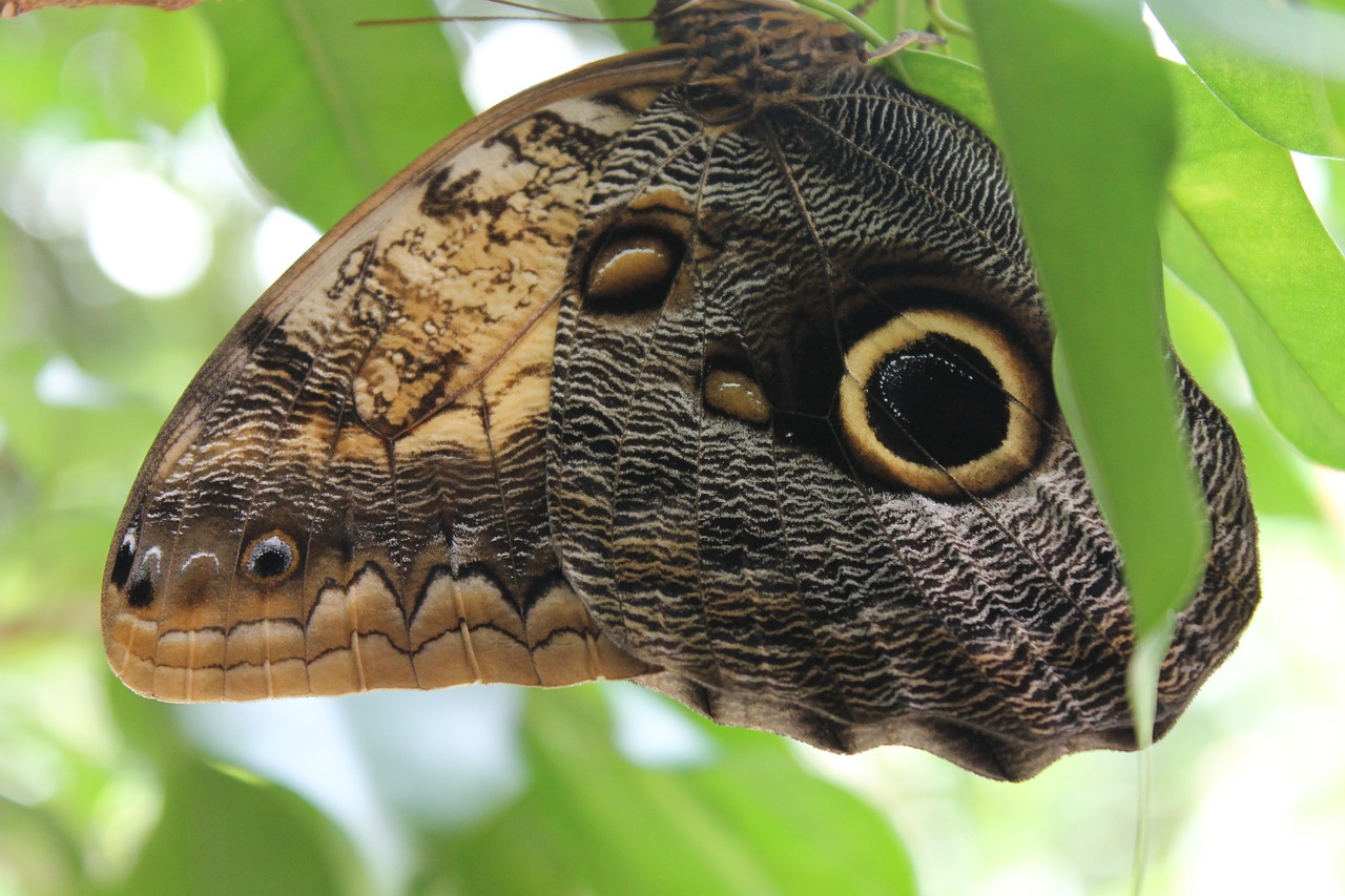 butterfly insect wing free photo