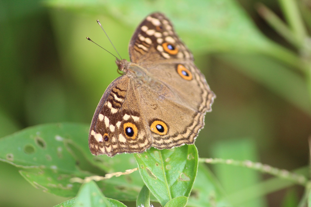 butterfly nature wings free photo