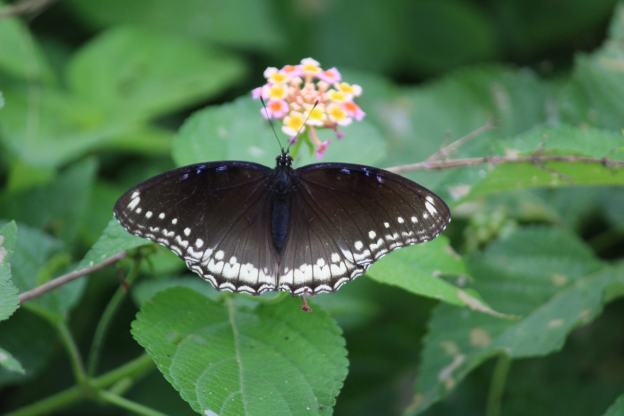 черно белая бабочка фото название