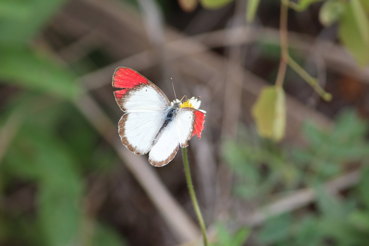 butterfly nature wings free photo