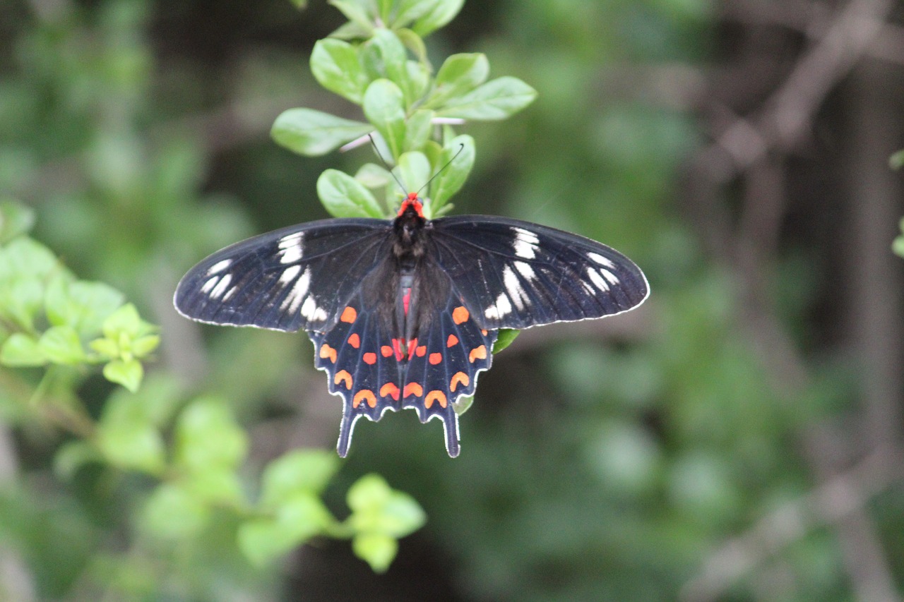 butterfly garden nature free photo