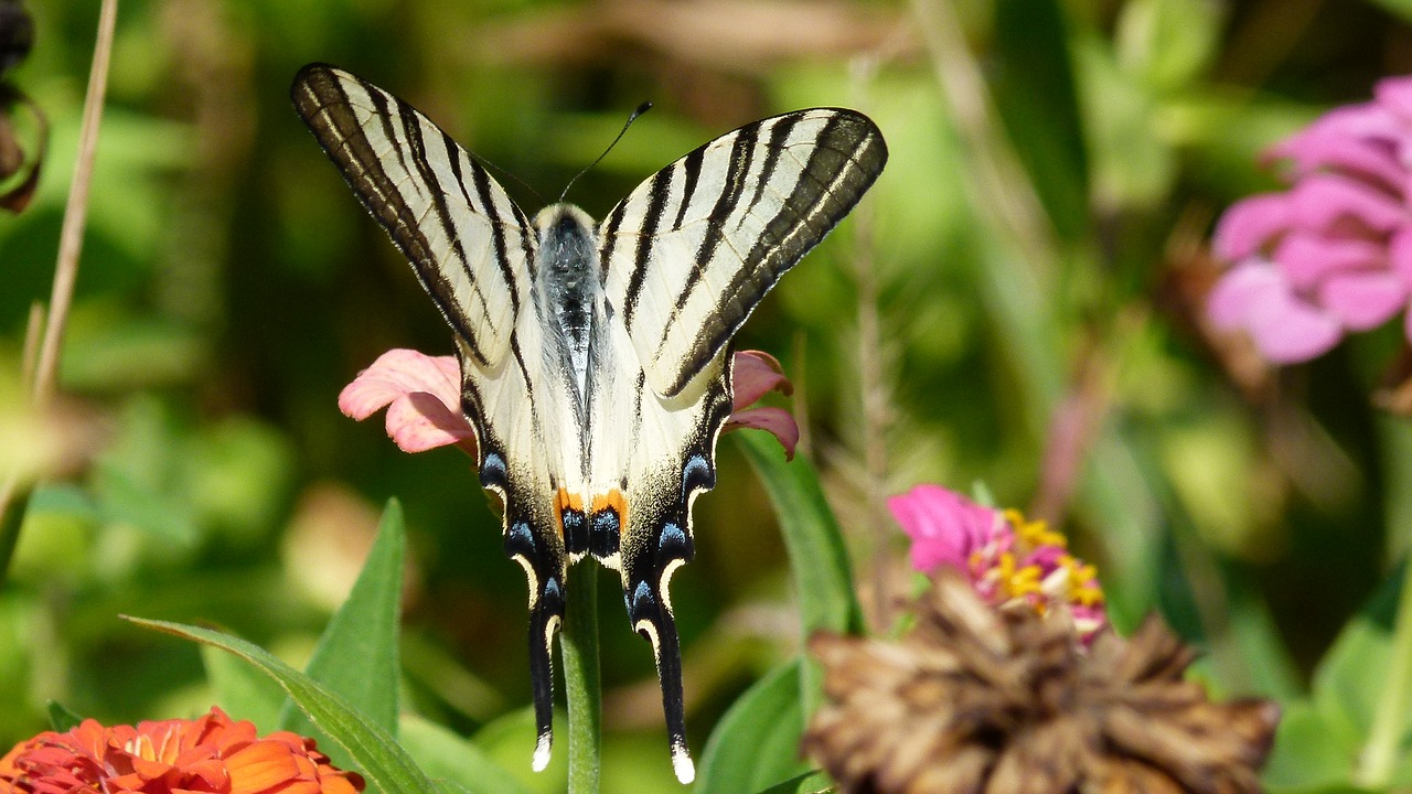 butterfly flower nature free photo