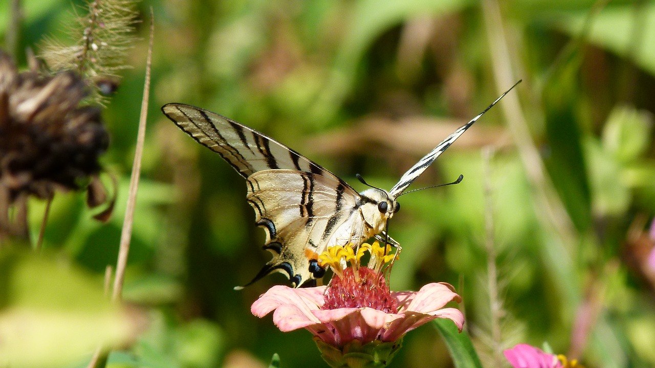 butterfly flower nature free photo