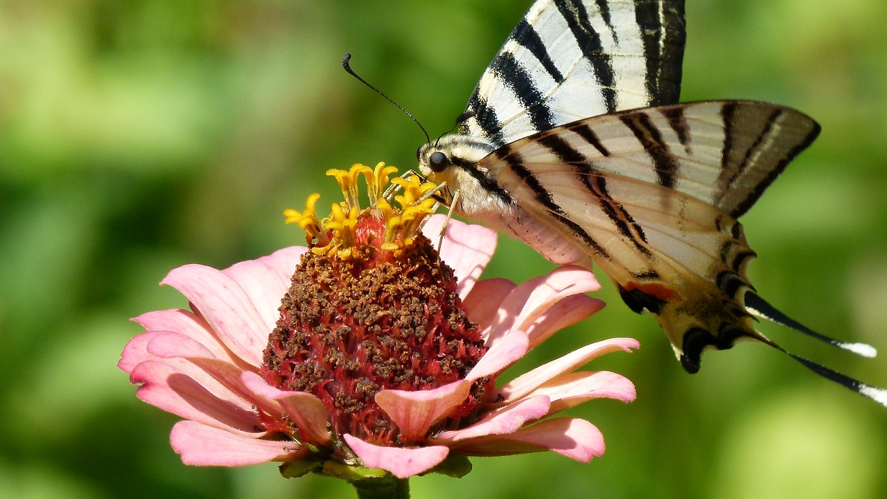 butterfly flower nature free photo