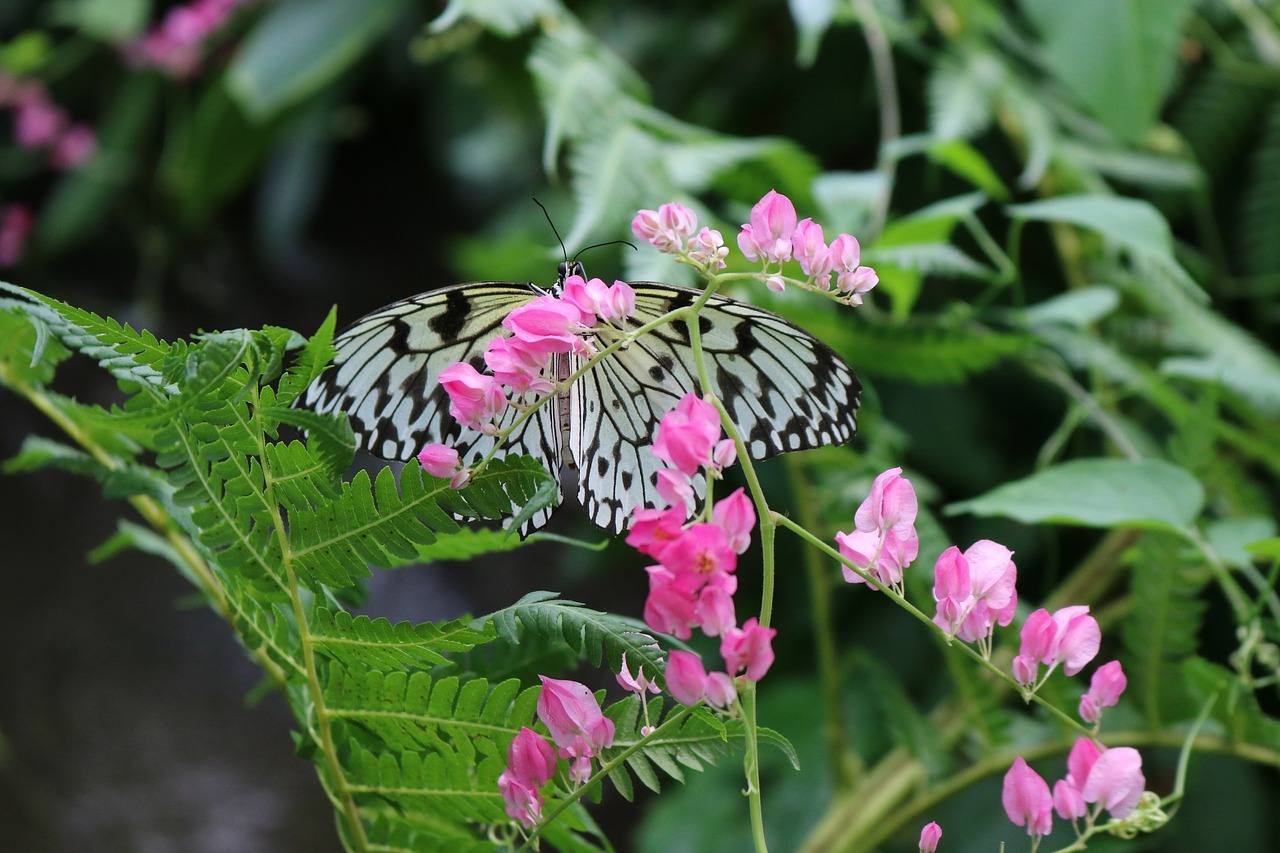 Download Free Photo Of Butterfly Bug Insect Nature Wing From