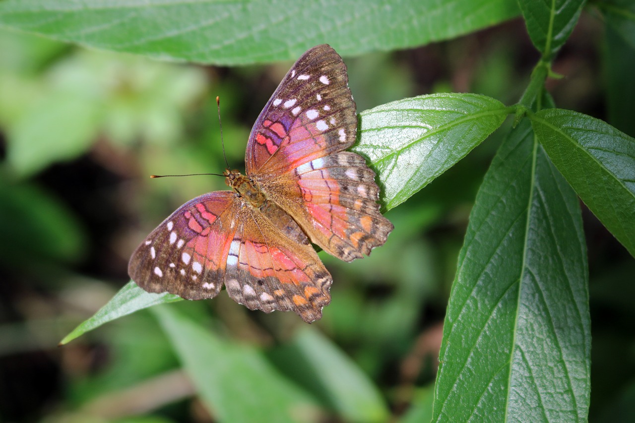 butterfly bug insect free photo