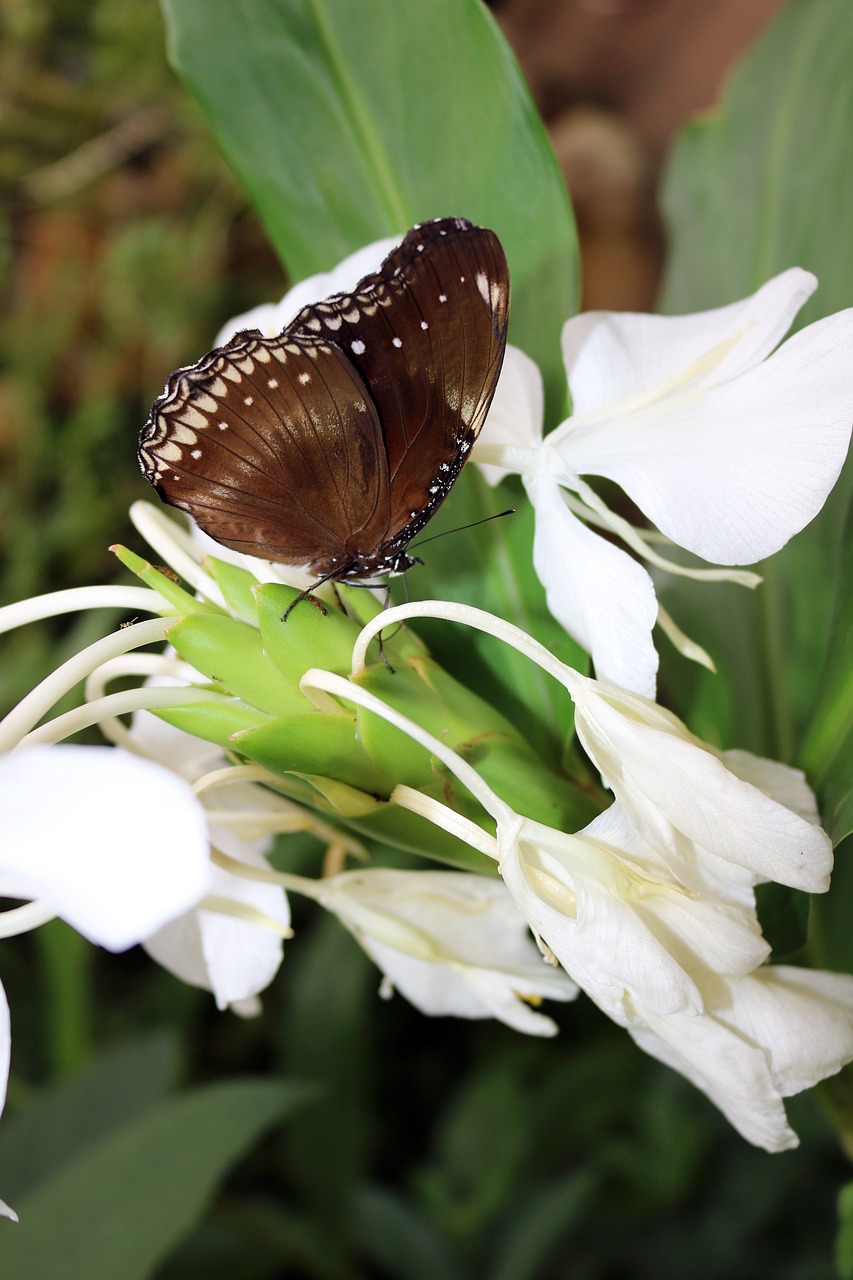 butterfly bug insect free photo