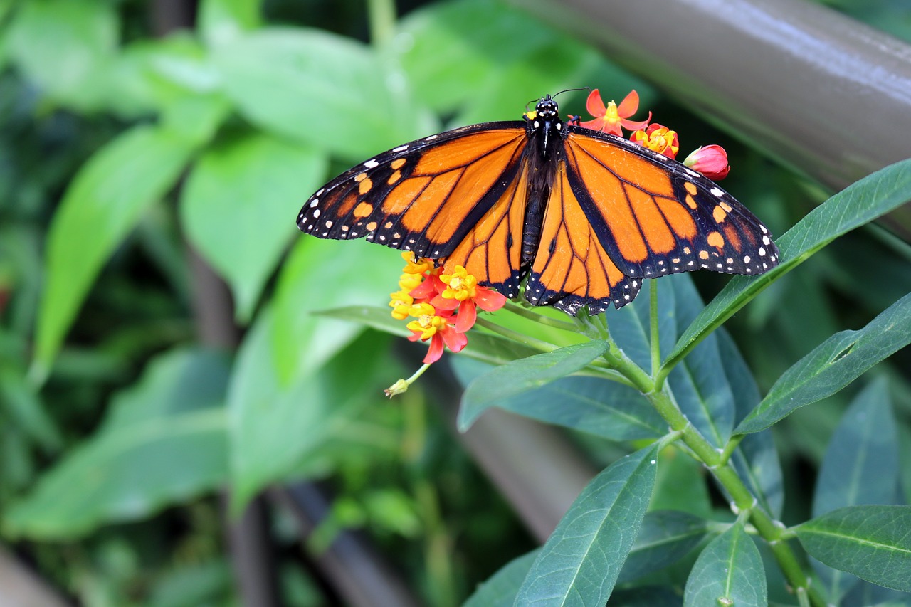 butterfly monarch bug free photo