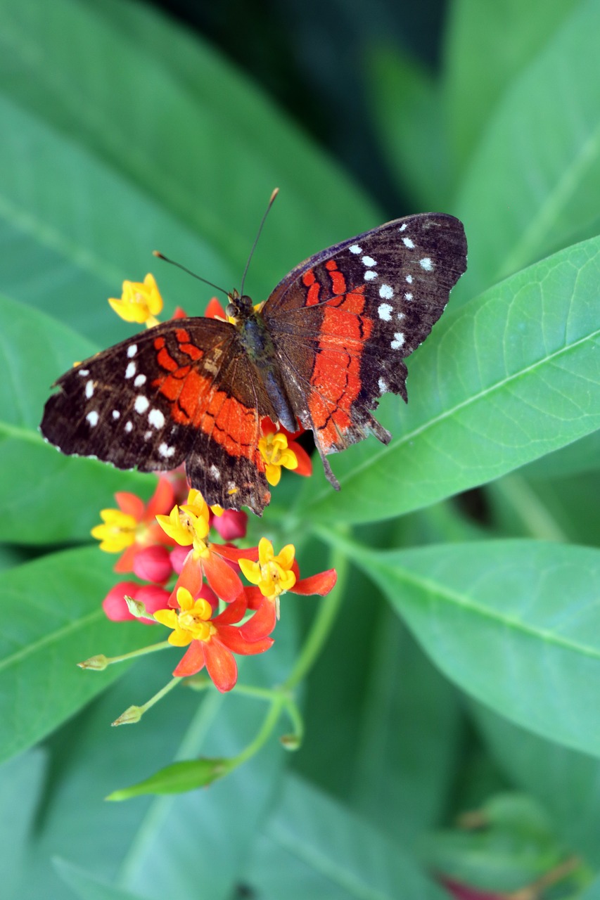 butterfly bug insect free photo