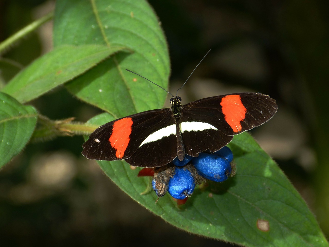 butterfly animal fruit free photo