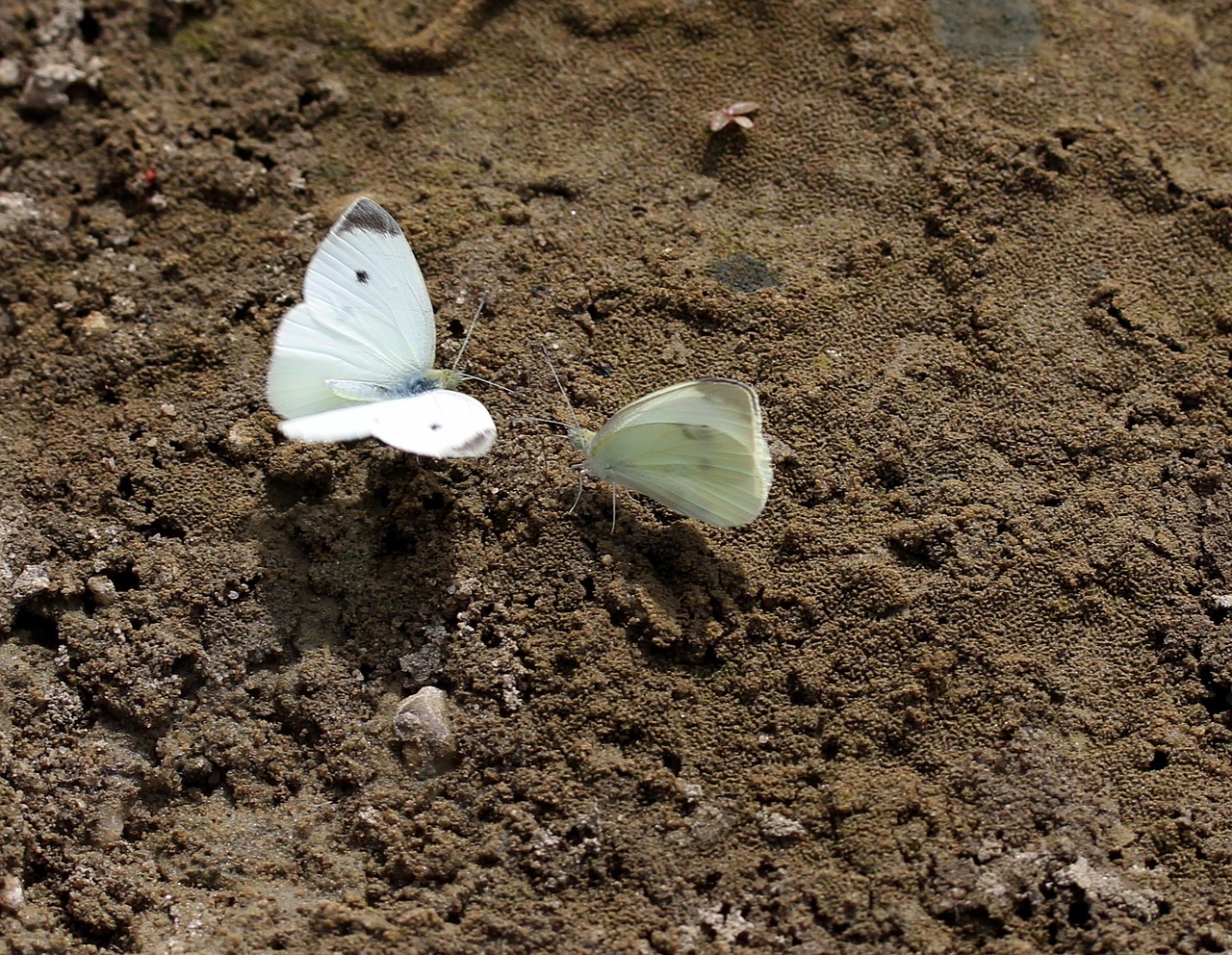 butterfly white roi free photo