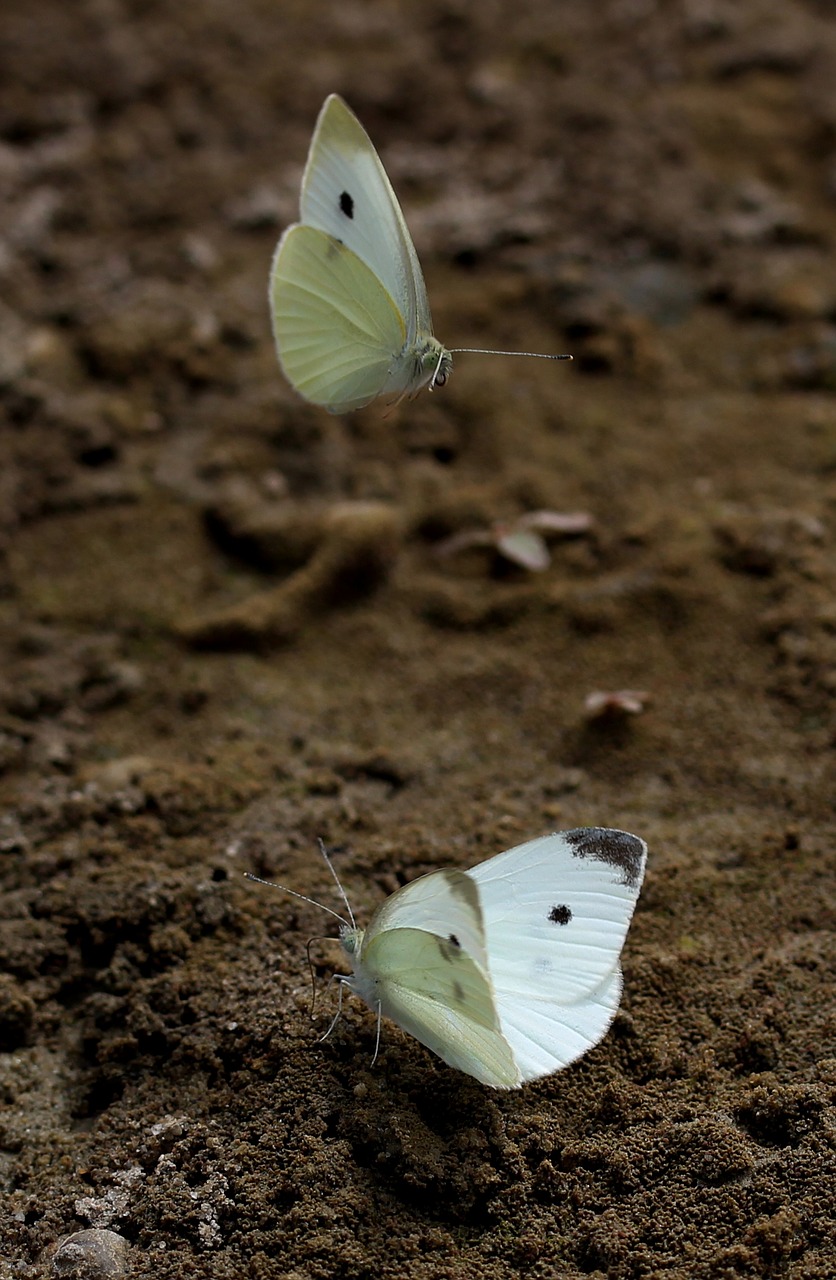 butterfly white roi free photo