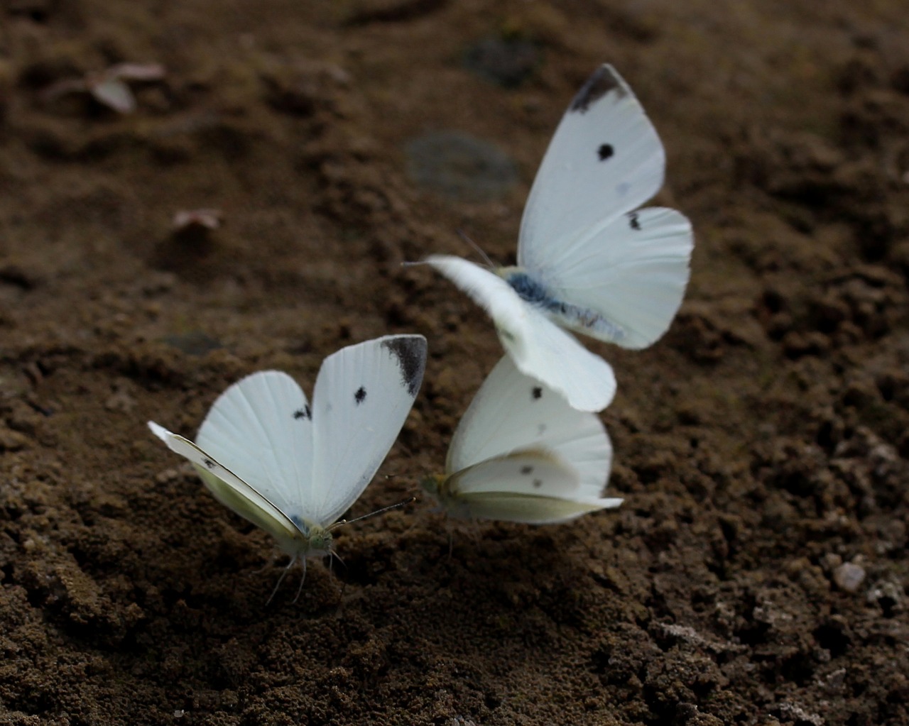 butterfly white roi free photo