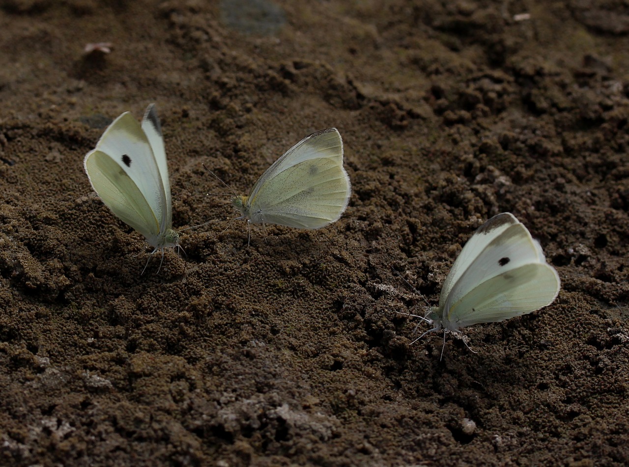 butterfly white roi free photo