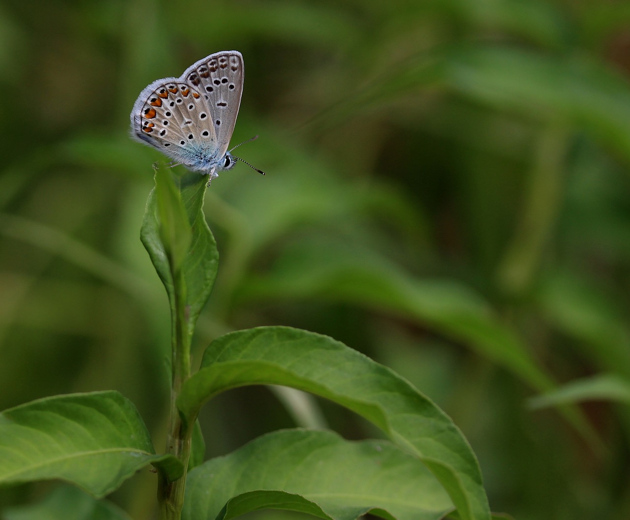 butterfly blue insecta free photo