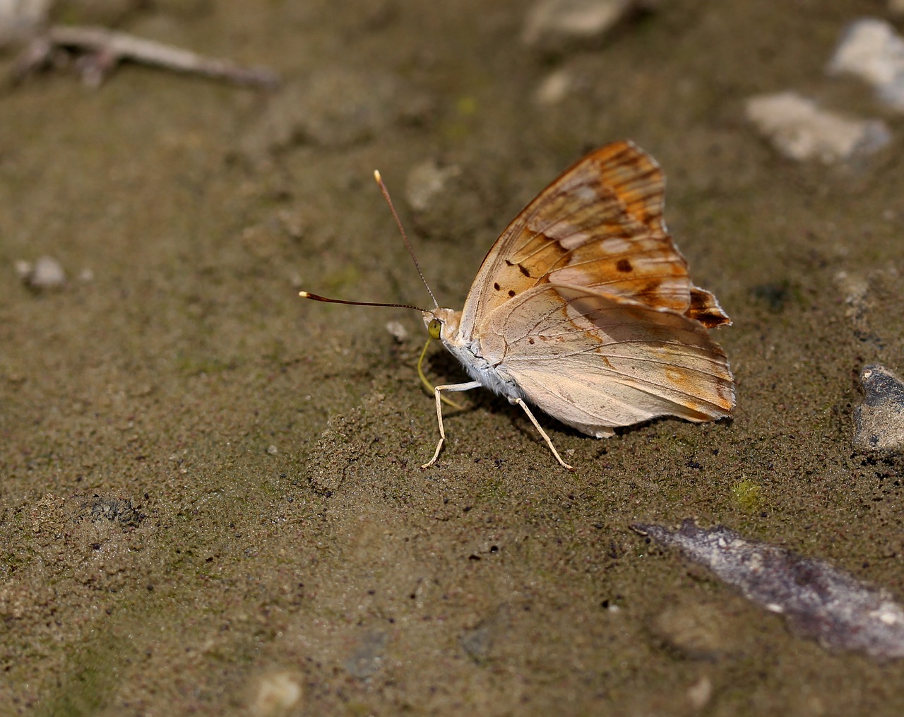 butterfly brown insecta free photo