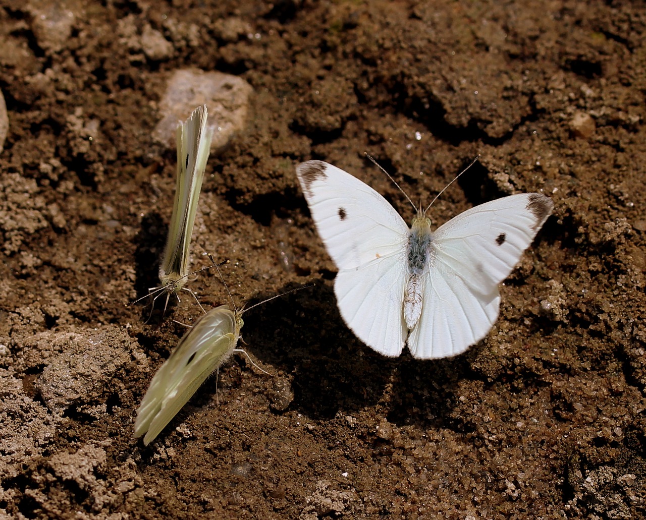 butterfly white roi free photo