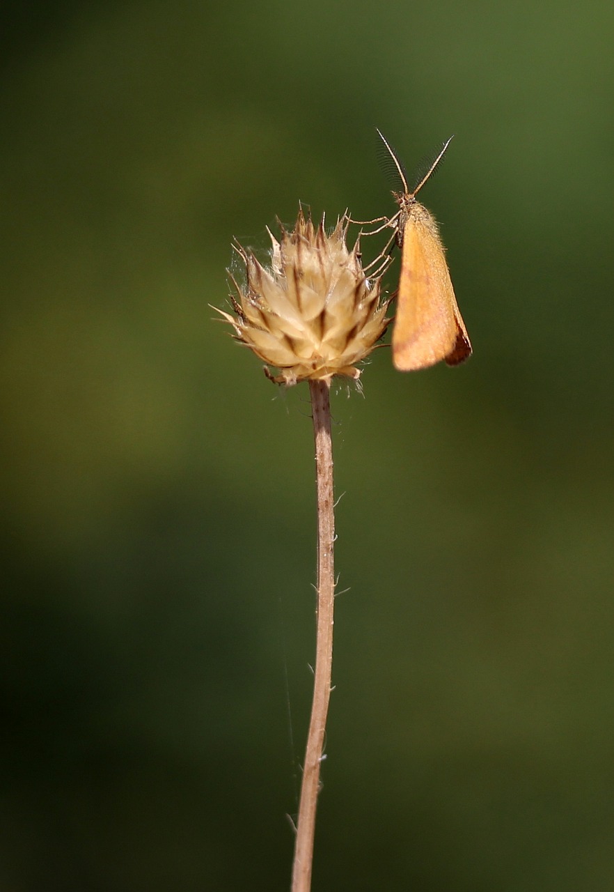 butterfly brown insecta free photo