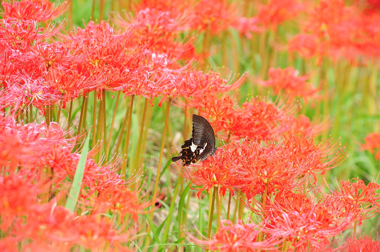 butterfly amaryllidaceae autumn free photo