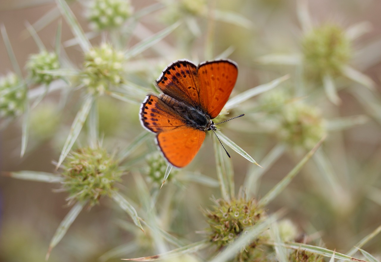 butterfly red insecta free photo