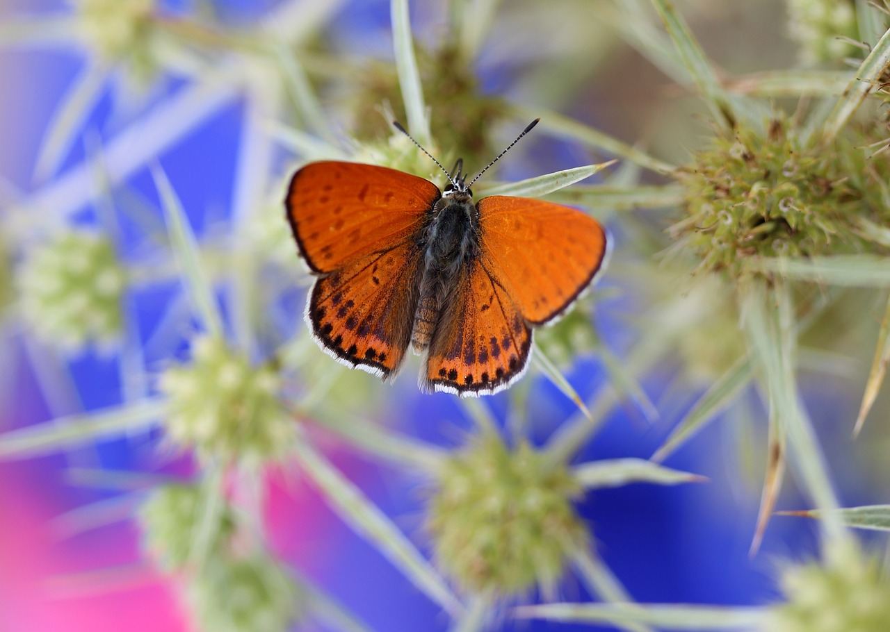 butterfly red insecta free photo