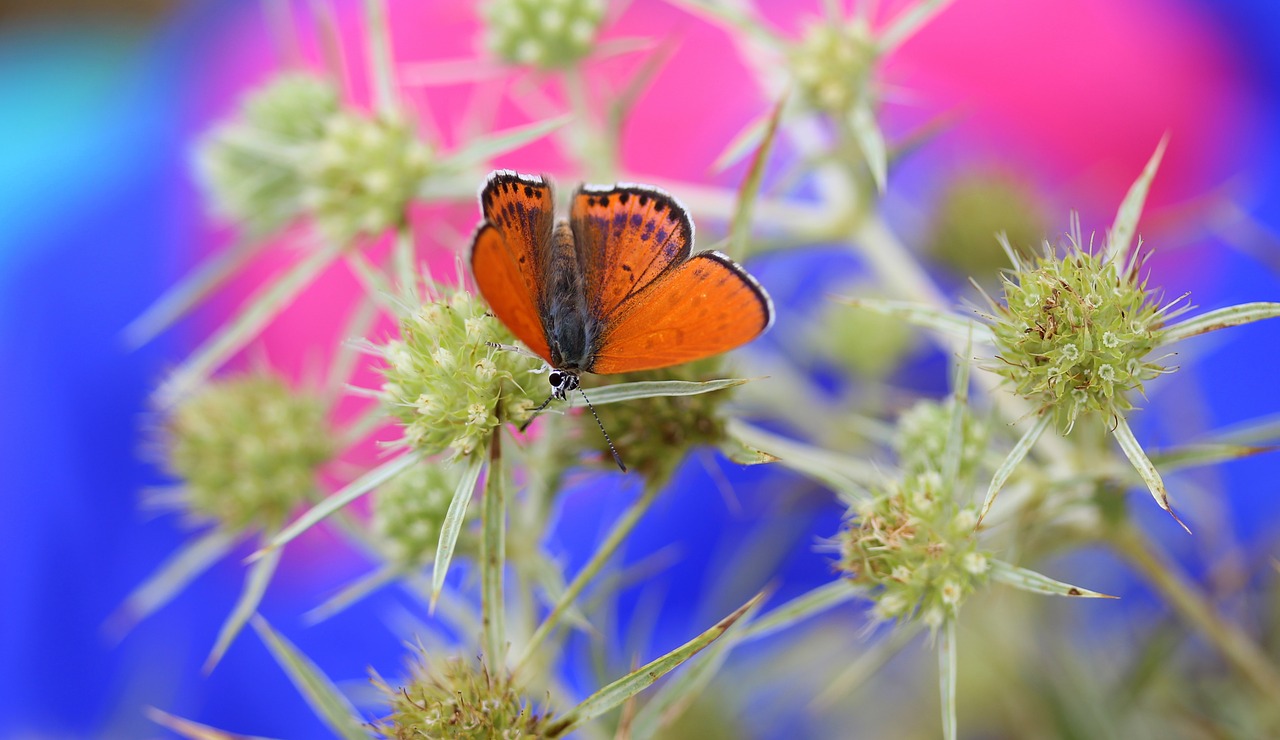 butterfly red insecta free photo