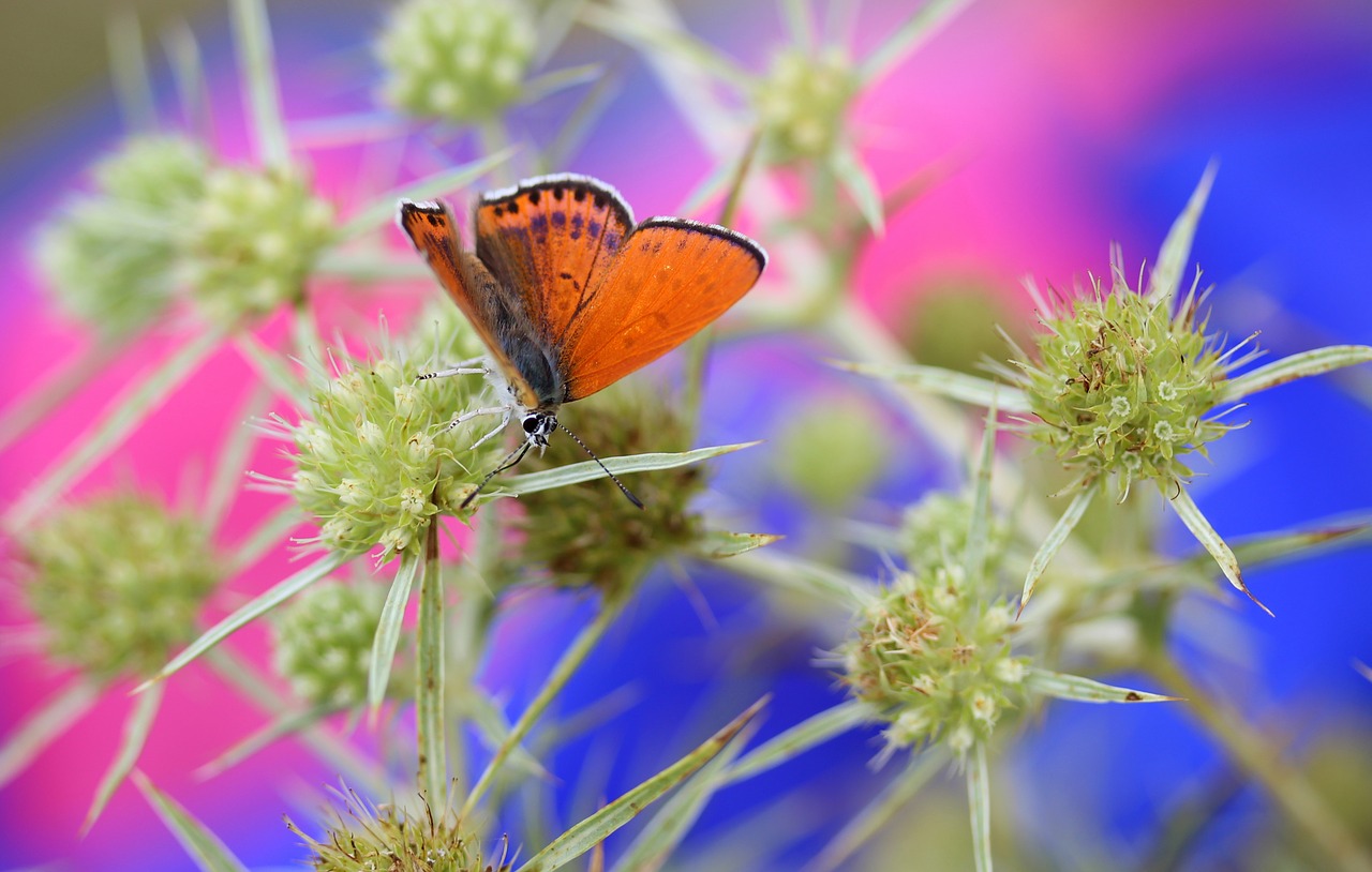 butterfly red insecta free photo