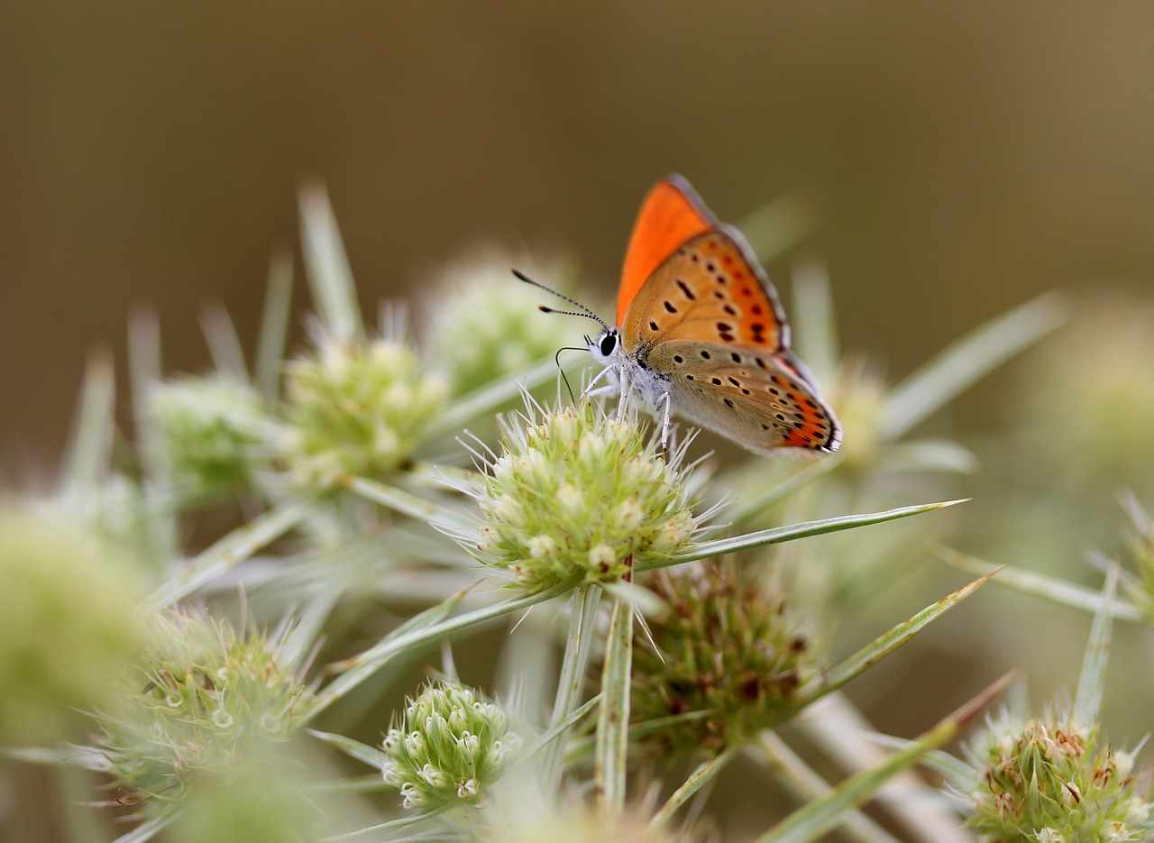 butterfly red insecta free photo