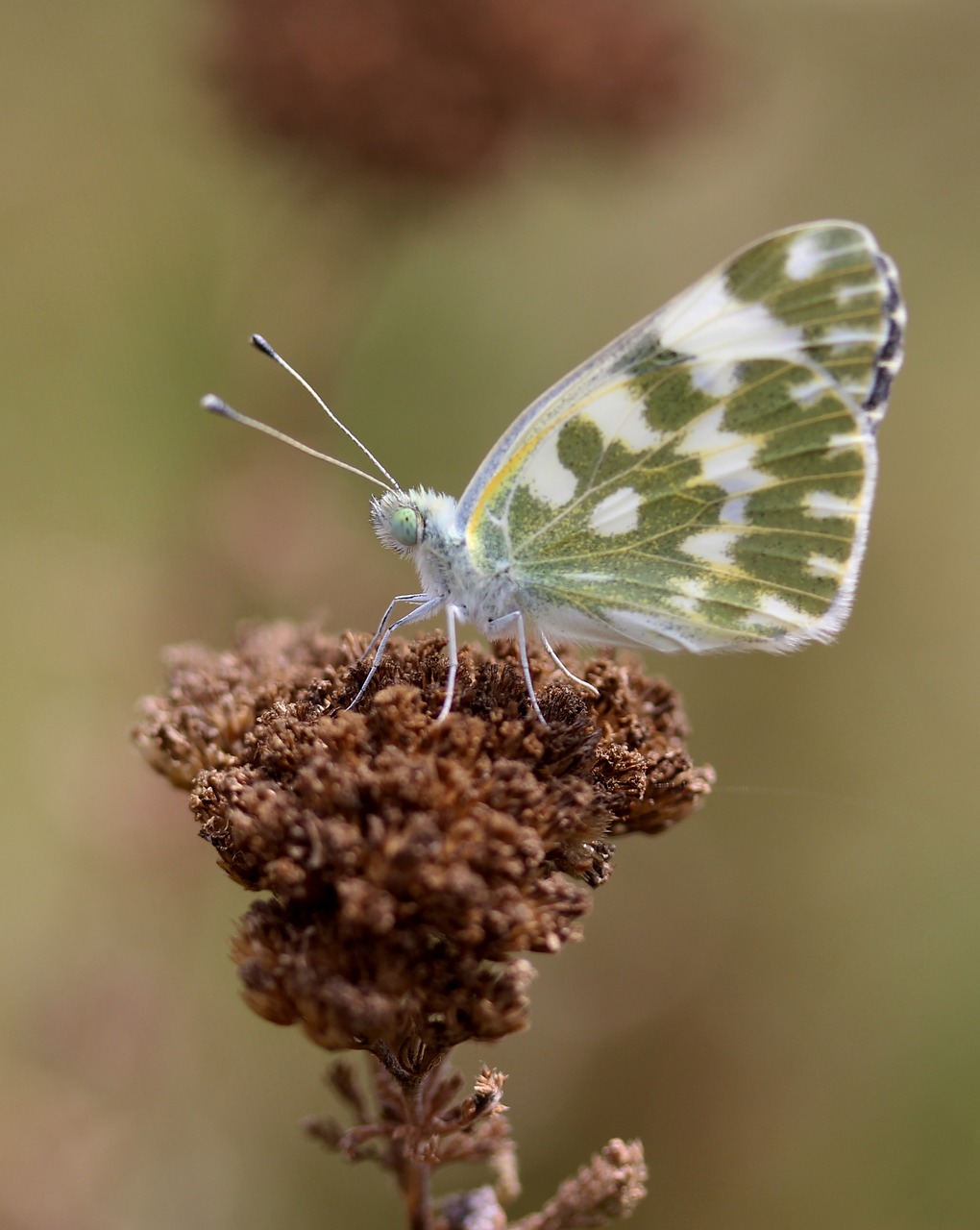 butterfly white green free photo