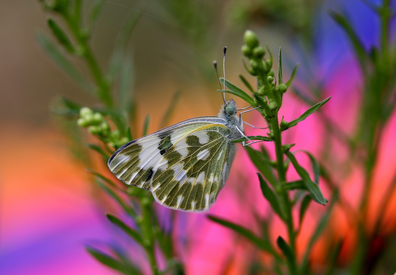 butterfly white green free photo