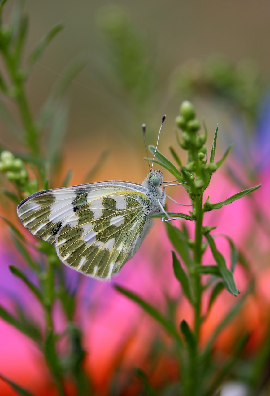 butterfly white green free photo