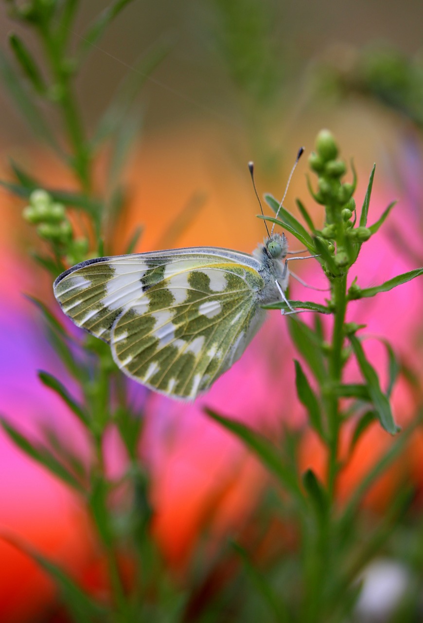 butterfly white green free photo