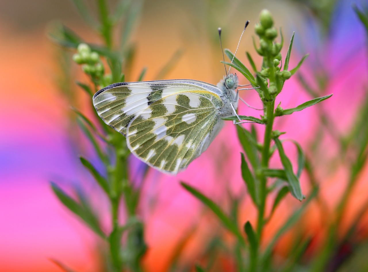 butterfly white green free photo