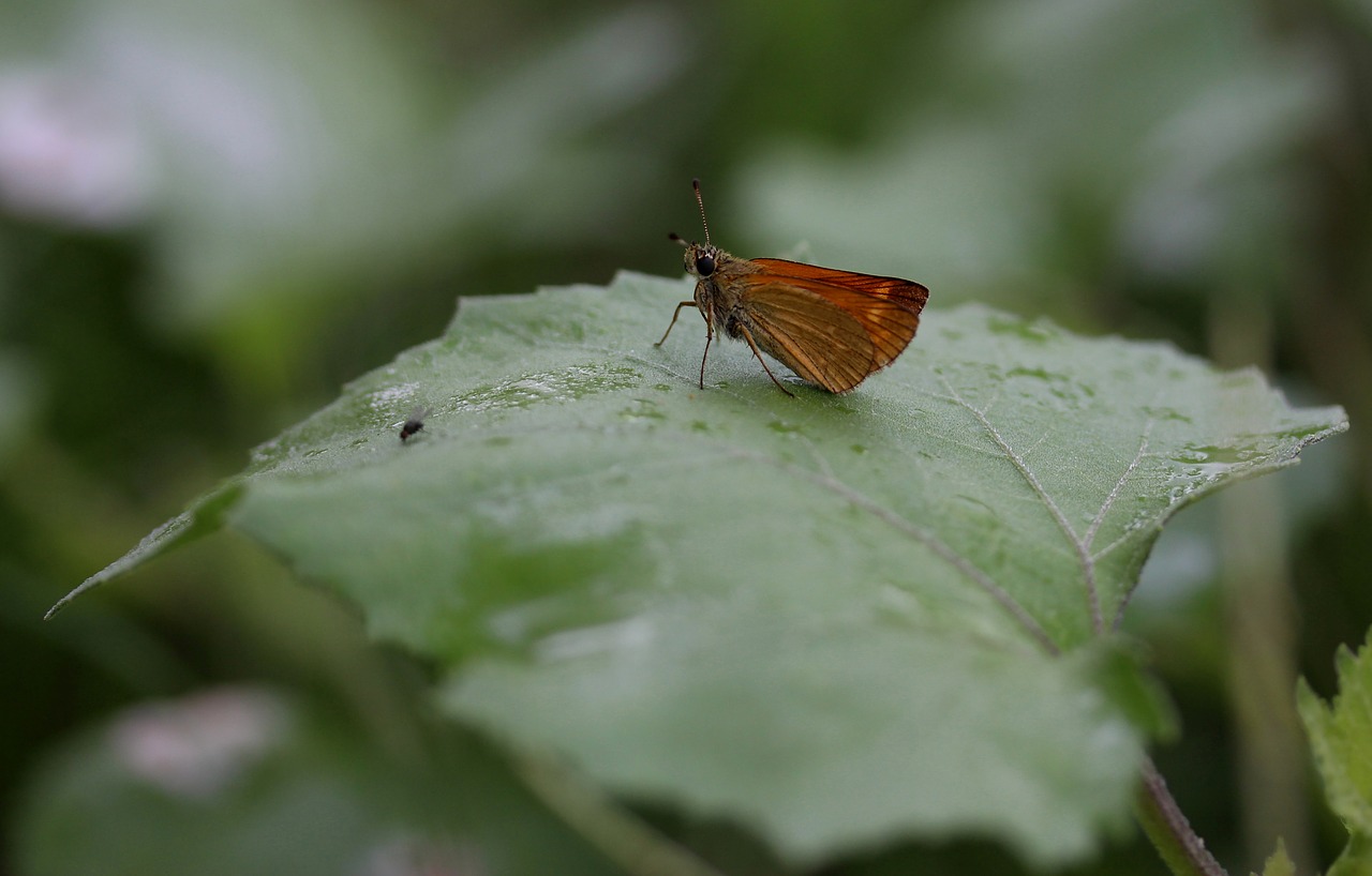 butterfly brown leaf free photo