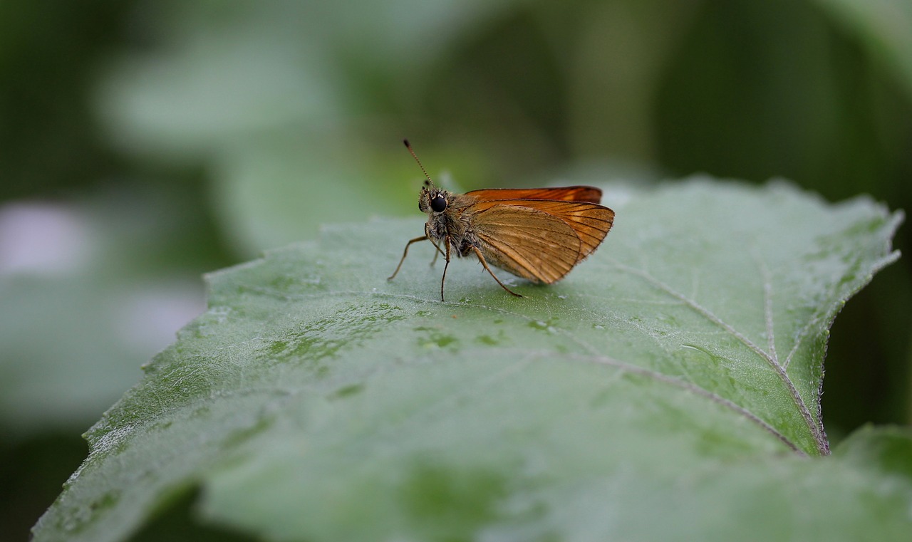 butterfly brown leaf free photo