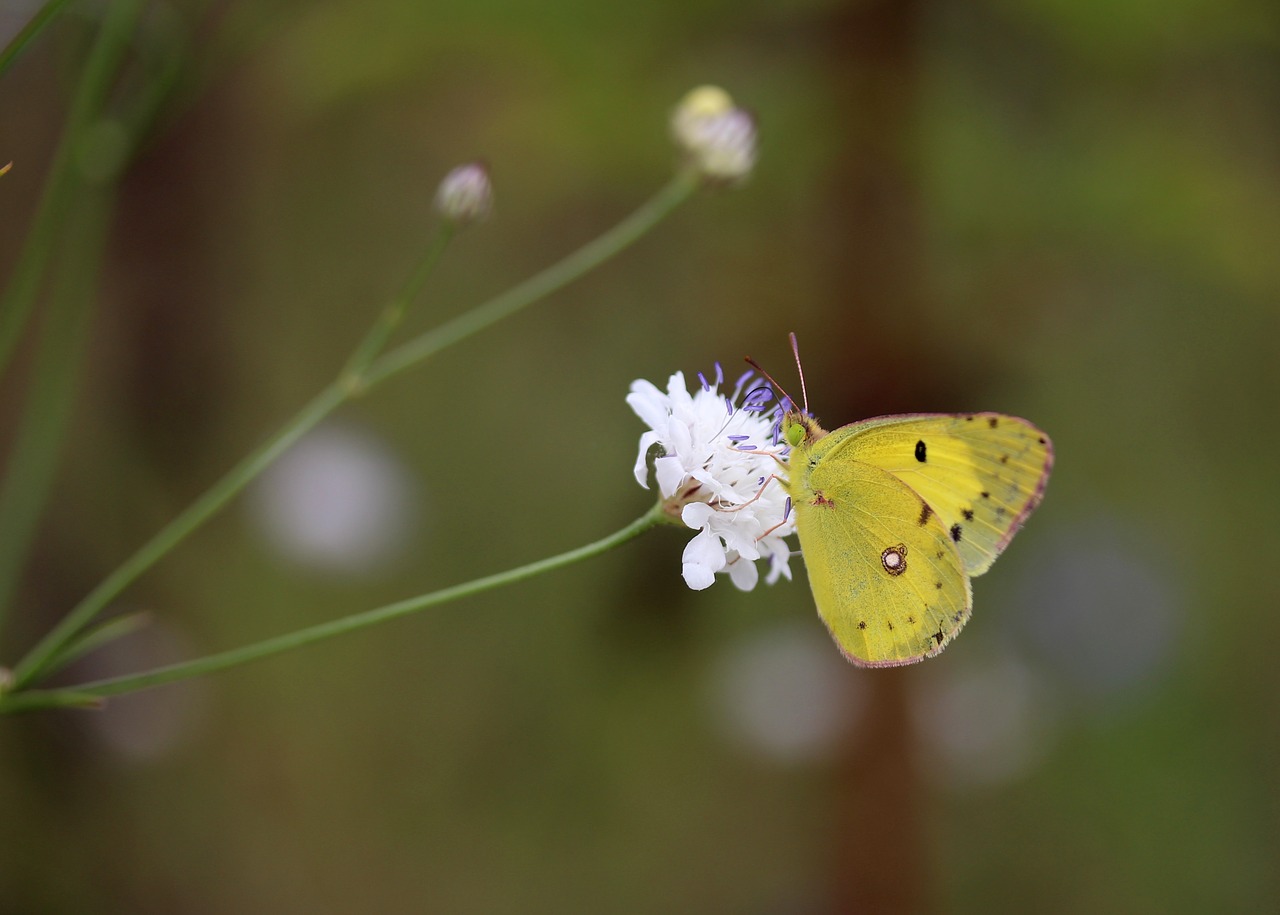 butterfly yellow flower free photo