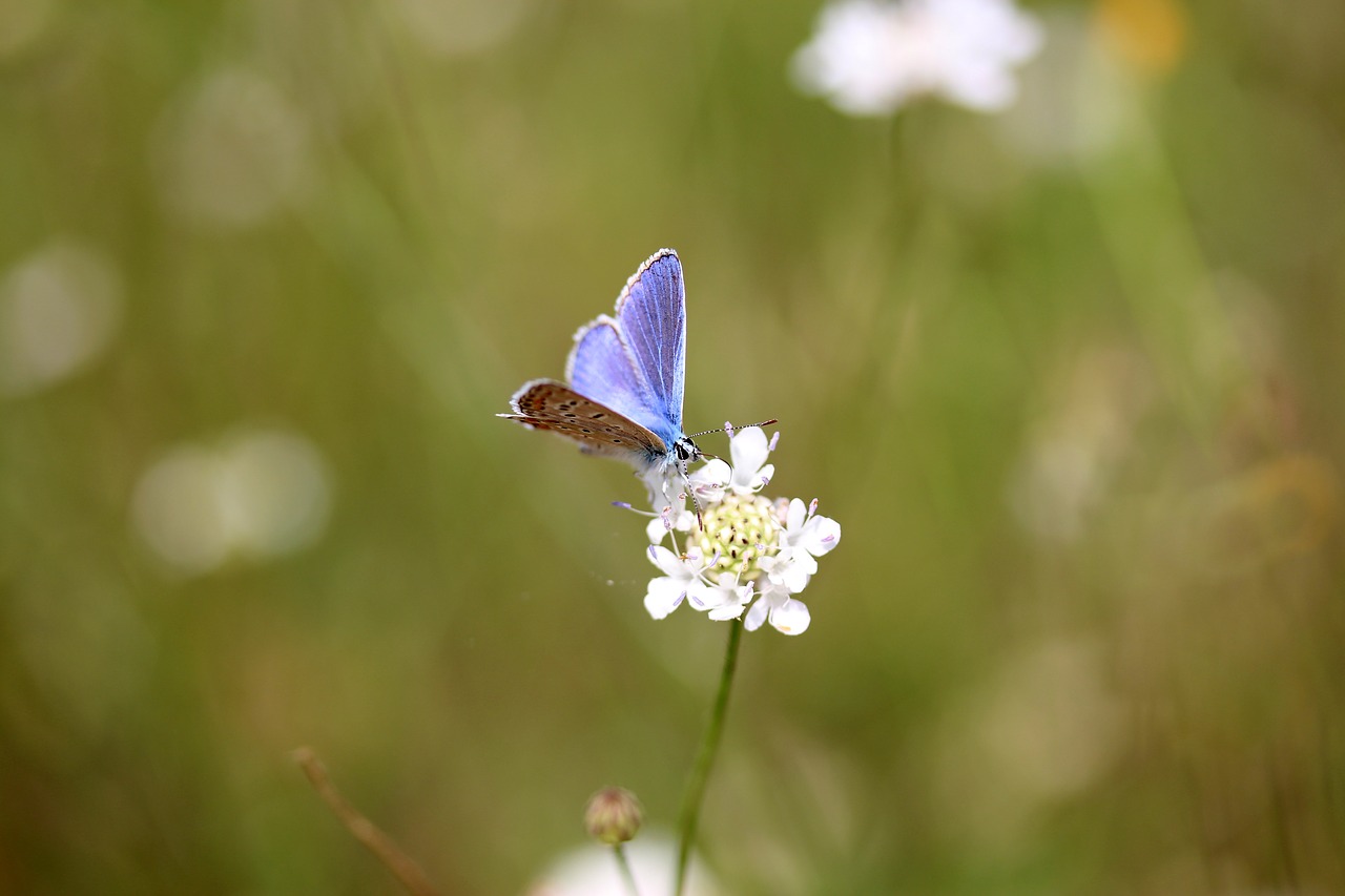 butterfly blue flower free photo