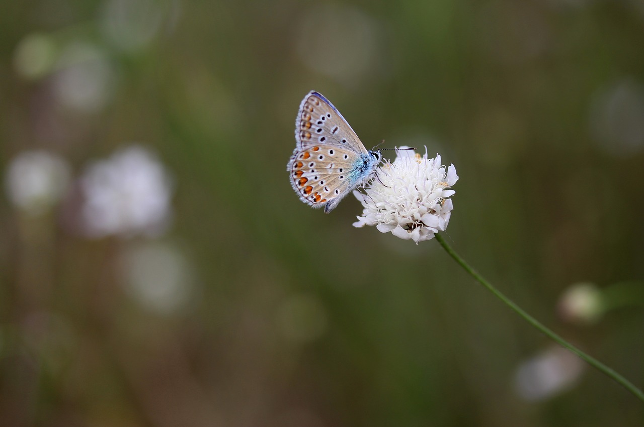 butterfly blue flower free photo