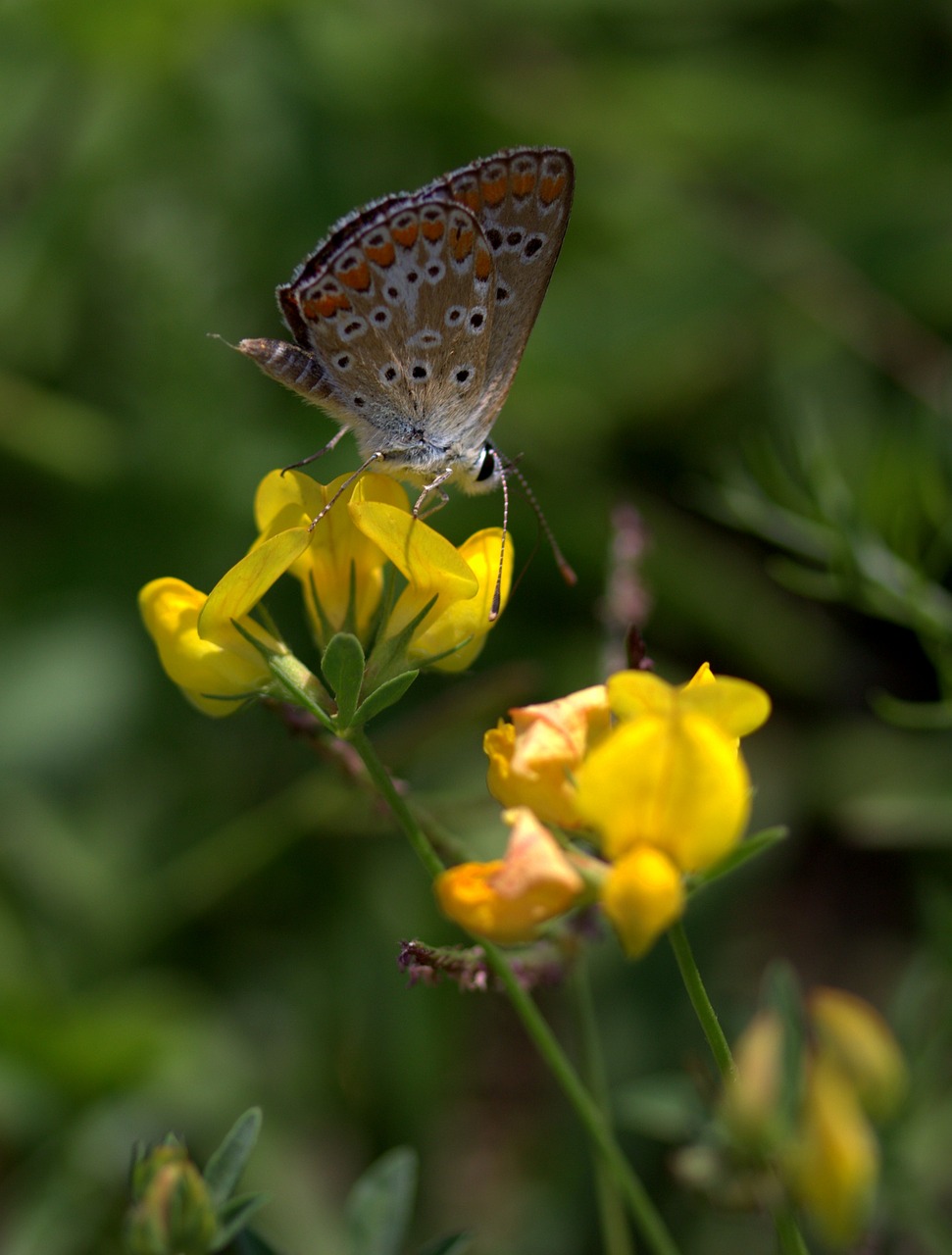 butterfly coloring flower free photo