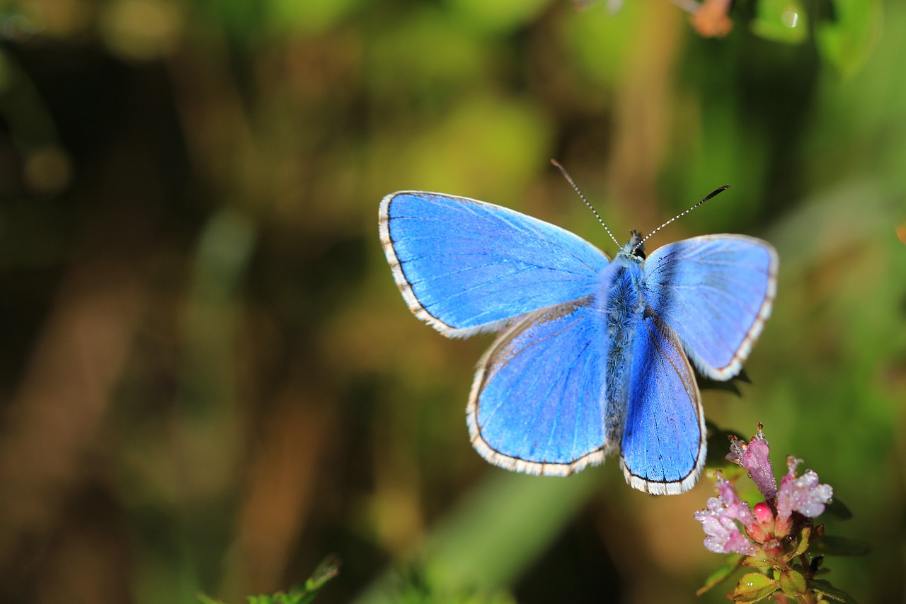 butterfly blue insect free photo