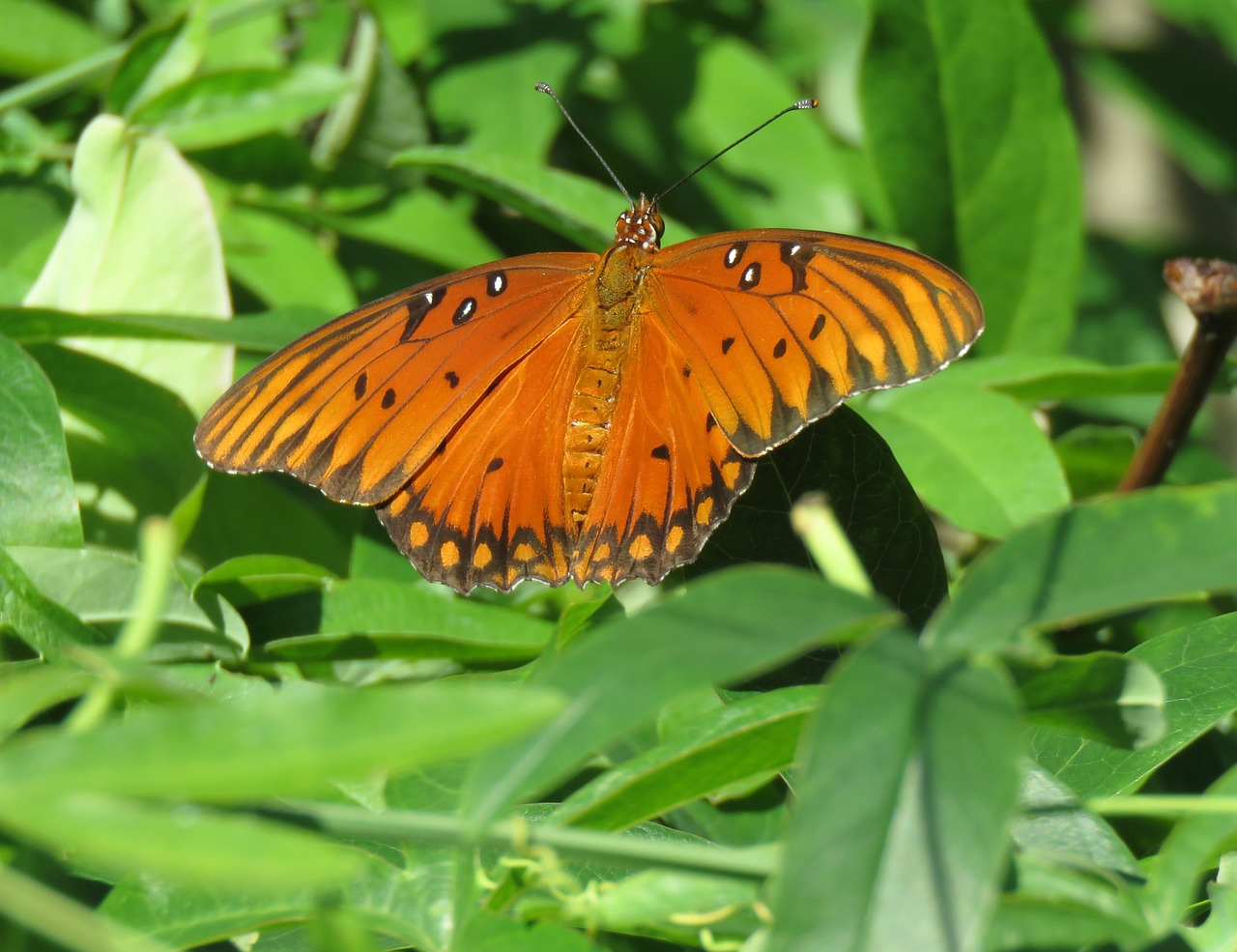 butterfly orange and rust wildlife free photo